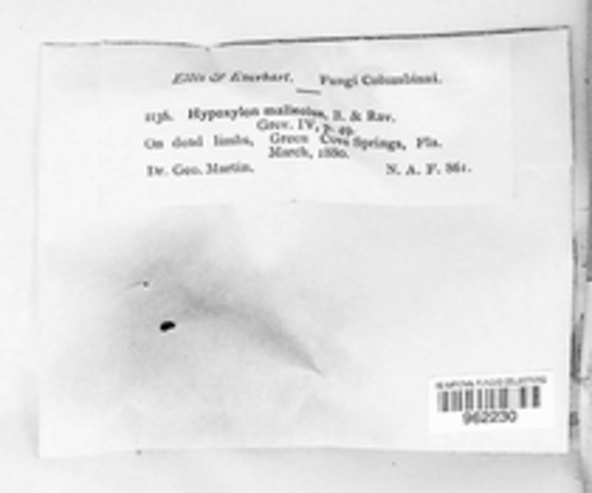 Annulohypoxylon thouarsianum image